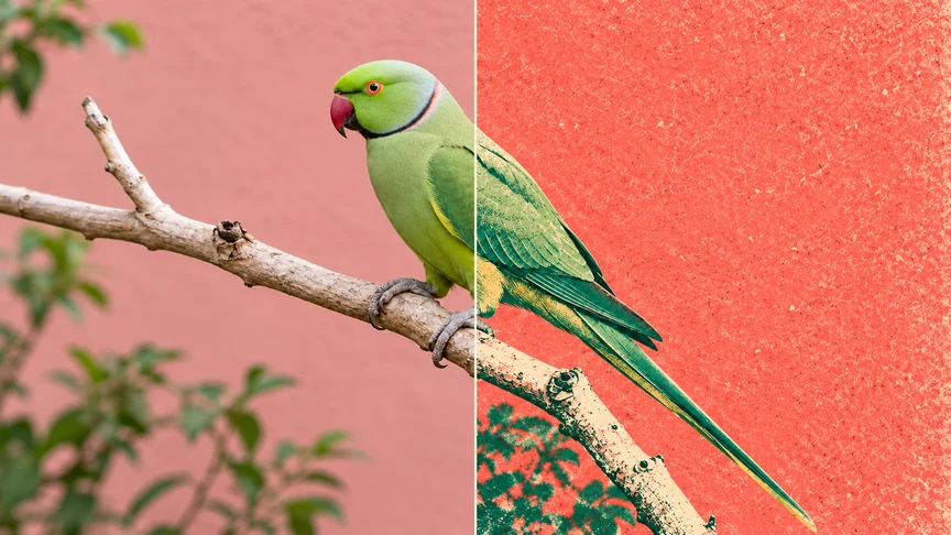 One parakeet with the original photograph on the left and a risograph art treatment on the right